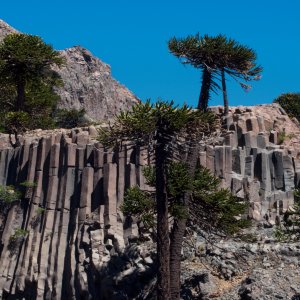 Basaltic Rocks and Araucaria | DPReview Forums