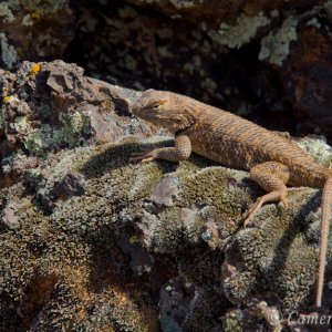desert-spiny-lizard | DPReview Forums