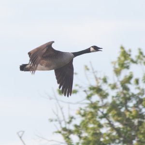 Talking goose | DPReview Forums