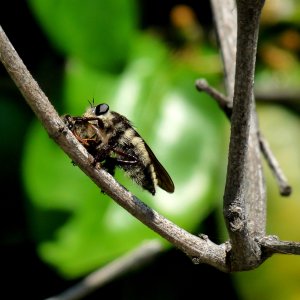 insect | DPReview Forums