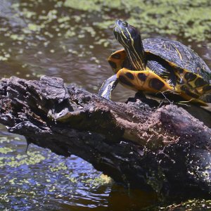 Turtle | DPReview Forums