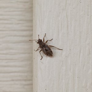 Insect | DPReview Forums