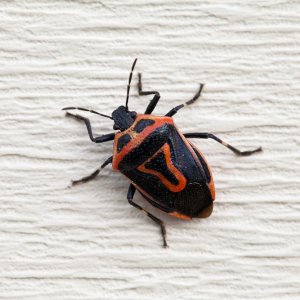 Insect | DPReview Forums