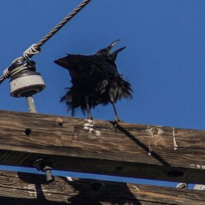 CROW-MAGGEDON 3: RUFFLE MY FEATHERS, WILL YA? | DPReview Forums
