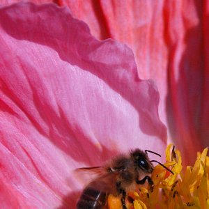 Poppy Bee | DPReview Forums