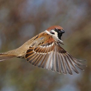 Tree Sparrow in Flight | DPReview Forums