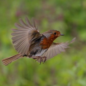 Robin in Flight | DPReview Forums