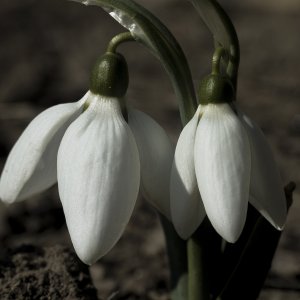 spring | DPReview Forums