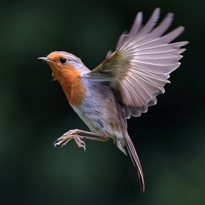 Robin in Flight | DPReview Forums