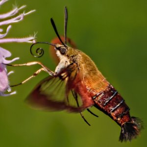 A Flying Shrimp | DPReview Forums