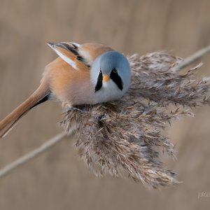 Bearded Reedling. | DPReview Forums