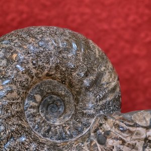 Large Ammonite Shell | DPReview Forums