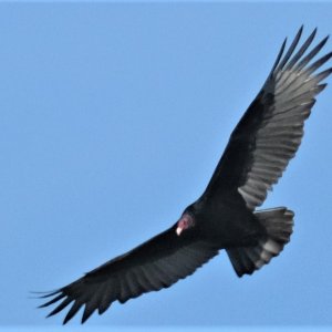 tc-1 | DPReview Forums