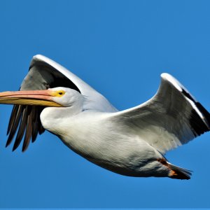 tc-1 | DPReview Forums