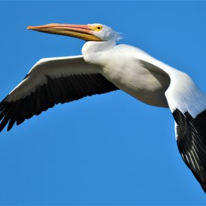 tc-1 | DPReview Forums