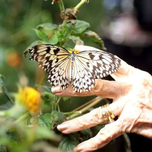 Butterfly | DPReview Forums