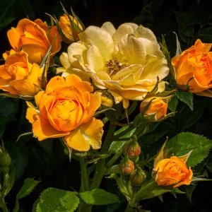 Roses (1 of 1) | DPReview Forums