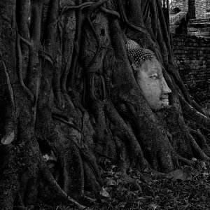 Buddha head in tree roots, Wat Mahathat, Ayutthaya, Thailand | DPReview ...