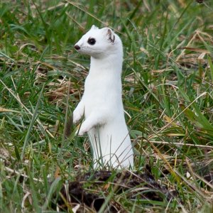 Stoat | DPReview Forums