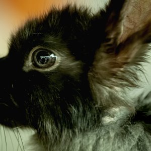 DPR,Challenge-High - end Camera-D-850,Stunned Rabbit,in dark gre ...