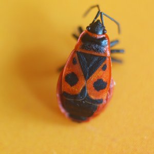 bug | DPReview Forums