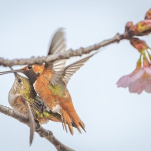 Allen's Hummingbird Mating--3 | DPReview Forums