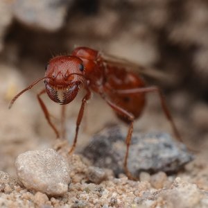 Winged Western Harvester Ant | DPReview Forums