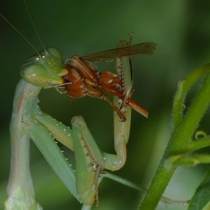 A Mantis Devours a Paper Wasp | DPReview Forums