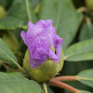 _1068067-rhododendron.JPG | DPReview Forums