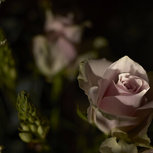 pink-rose 1.jpg | DPReview Forums