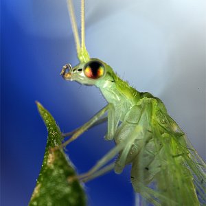 tree fly | DPReview Forums