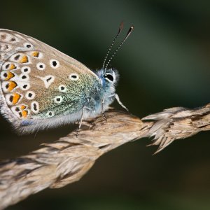 common-blue | DPReview Forums