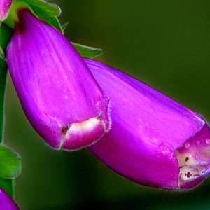 Purple | DPReview Forums
