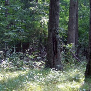 TR56 | DPReview Forums